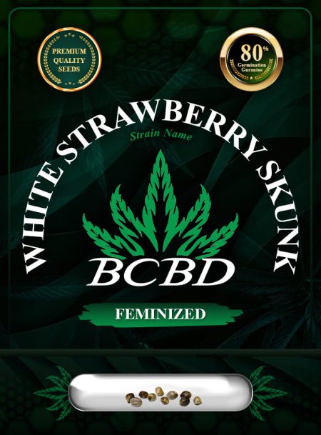 White Strawberry Skunk Strain Feminized