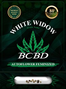 White Widow Strain Autoflowering