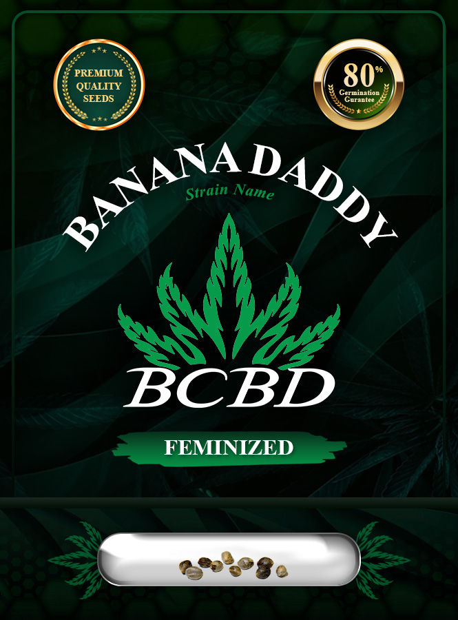 Banana Daddy Strain Feminized Marijuana Seeds
