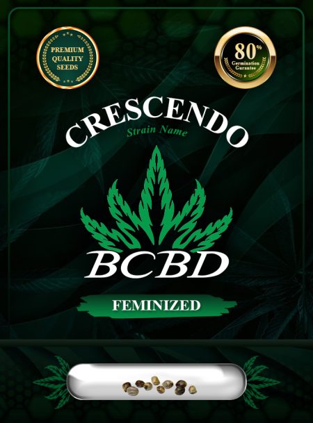 Crescendo Strain Feminized