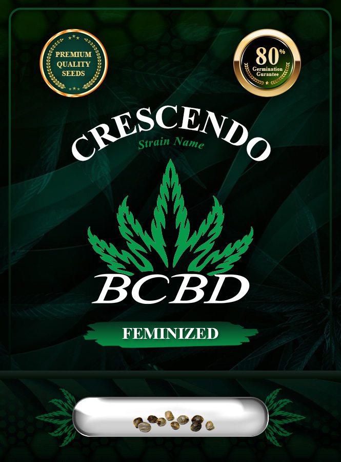 Crescendo Strain Feminized Marijuana Seeds