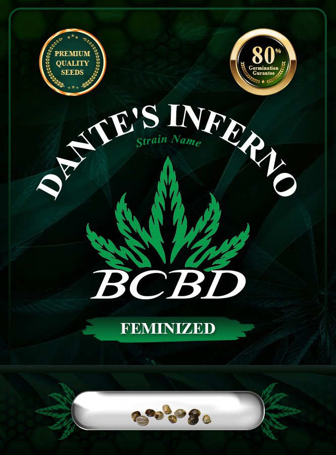Dante’s Inferno Strain Feminized Marijuana Seeds