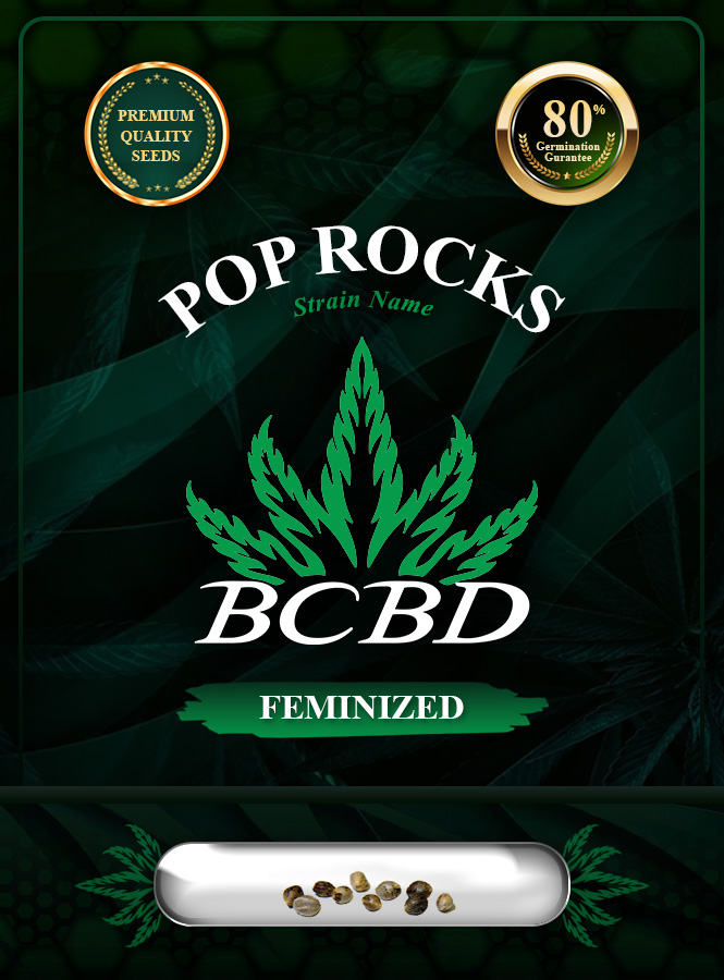 Pop Rocks Strain Feminized Marijuana Seeds