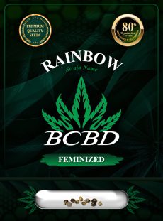Rainbow Strain Feminized