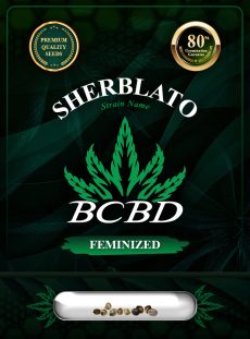 Sherblato Strain Feminized