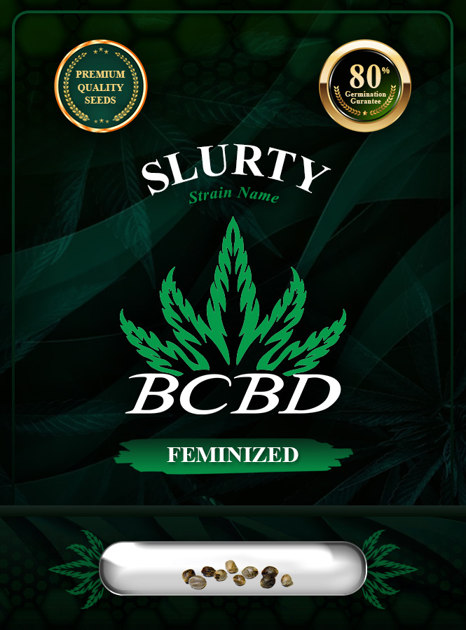 Slurty Strain Feminized Marijuana Seeds