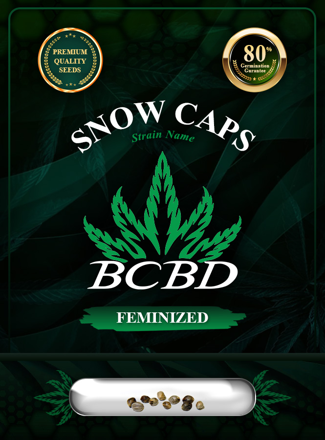 Snow Caps Strain Feminized Marijuana Seeds