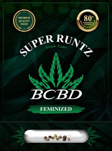 Super Runtz Strain Feminized