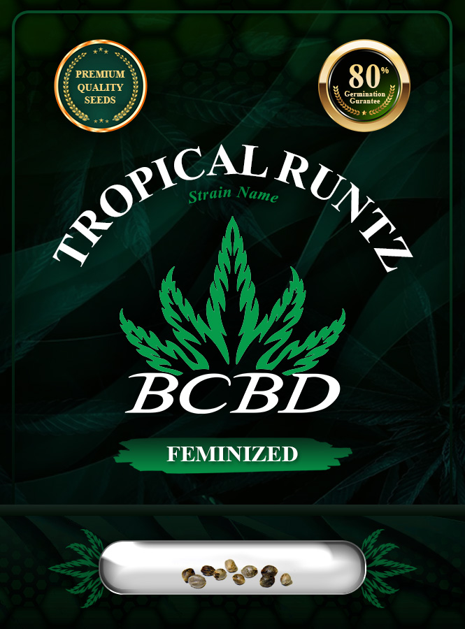 Tropical Runtz Strain Feminized Marijuana Seeds