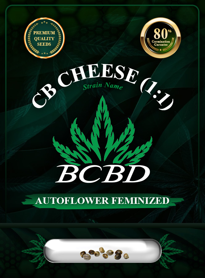 CB Cheese (1:1) Strain Autoflowering Feminized Marijuana Seeds