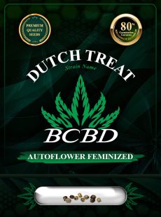 Dutch Treat Strain Autoflowering