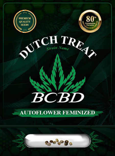 Dutch Treat Strain Autoflowering