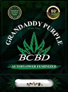 Grandaddy Purple Strain Autoflowering