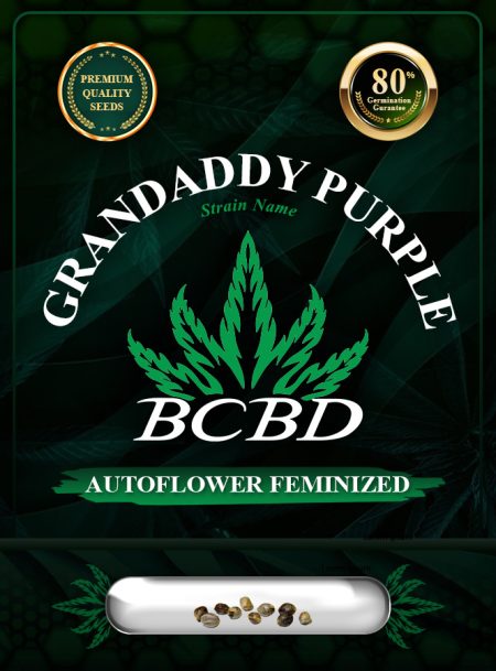 Grandaddy Purple Strain Autoflowering
