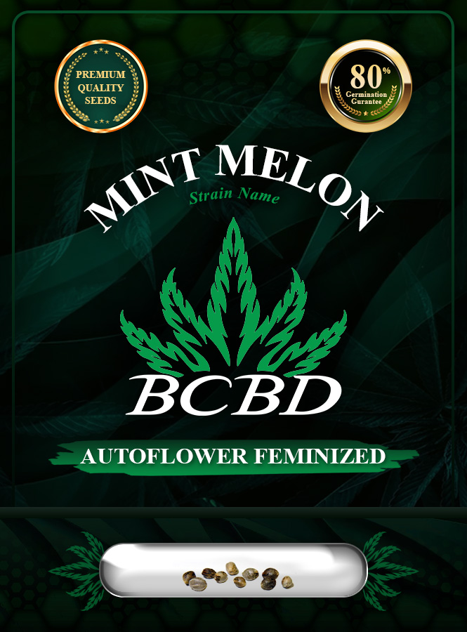 Mint Melon Strain Autoflowering Feminized Marijuana Seeds