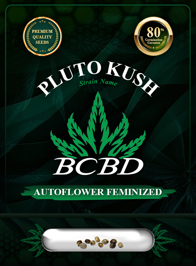 Pluto Kush Autoflowering Feminized Marijuana Seeds