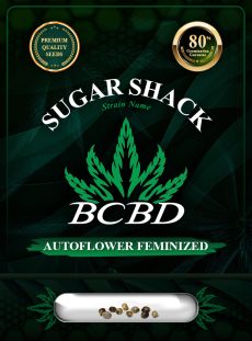 Sugar Shack Strain Autoflowering