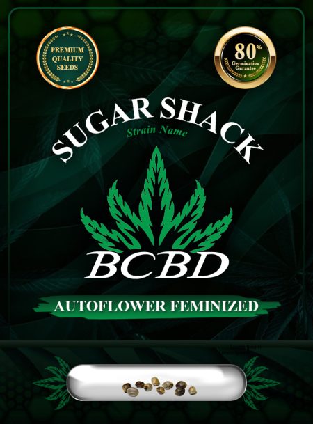 Sugar Shack Strain Autoflowering