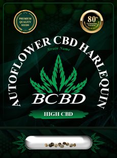 Autoflower CBD Harlequin Strain