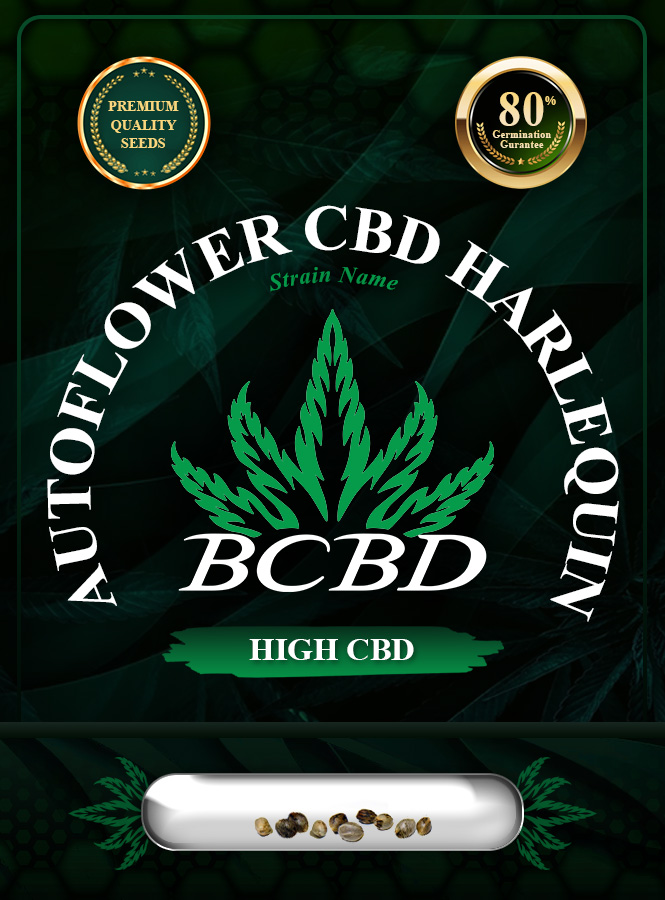 Autoflower CBD Harlequin Strain Marijuana Seeds
